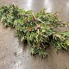 LEUCADENDRON STAR PEARL